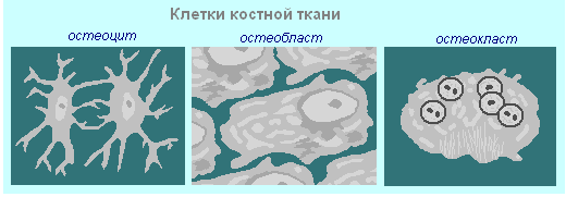 Клетки костной соединительной ткани