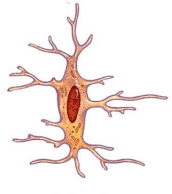 Клетки костной соединительной ткани