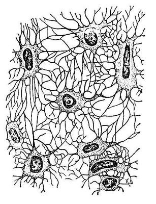 Пластинчатая костная ткань Остеон