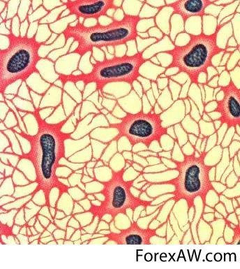 Клетки костной ткани остеоциты