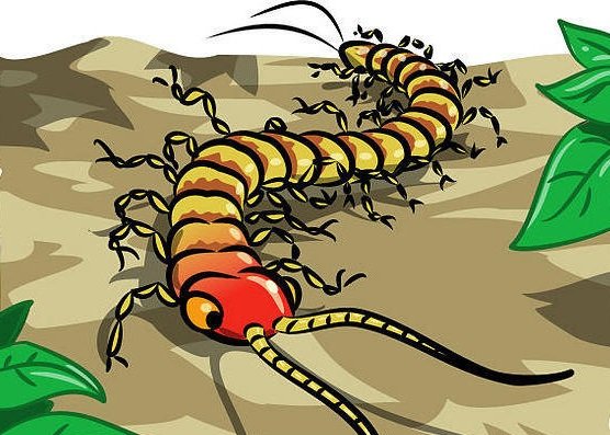 Многоножки строение