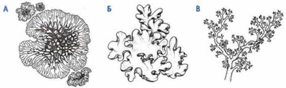 Накипные лишайники раскраска