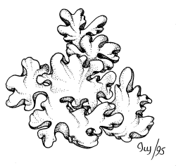 Лишайник контур