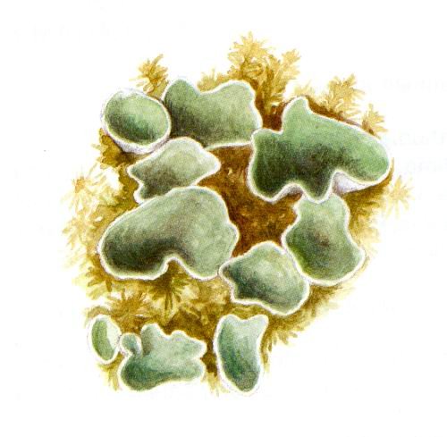 Накипные лишайники ризоиды