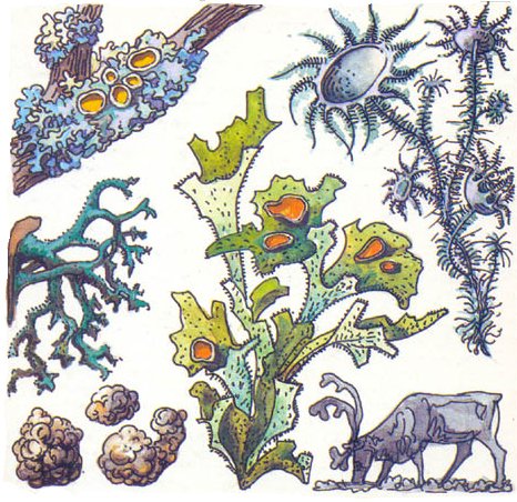 Нарисовать лишайник