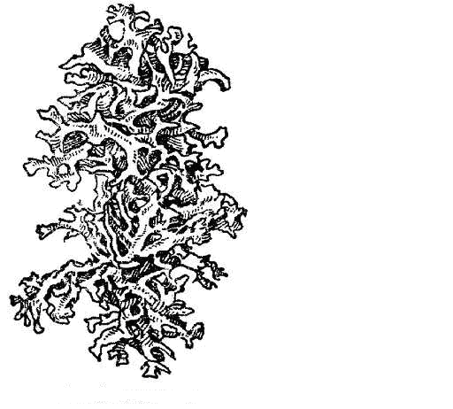 Лишайники строение размножение