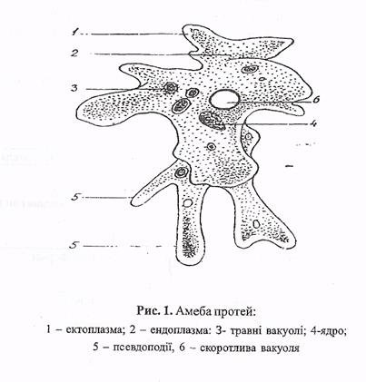 Одноклеточные животные амеба