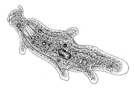 Строение амебы протея схема