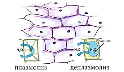 Плазмолиз кожицы лука рисунок
