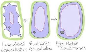 Осмос плазмолиз и деплазмолиз