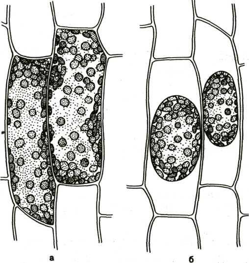 Временный плазмолиз