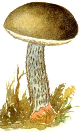 Гриб подосиновик раскраска