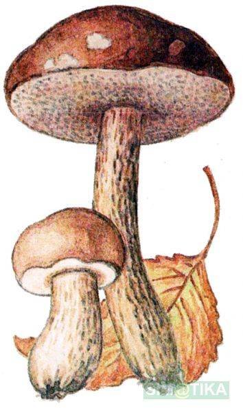 Подосиновик жёлто-бурый