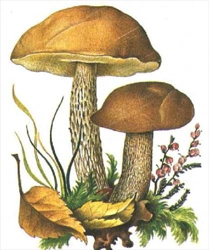 Гриб красноголовик рисунок