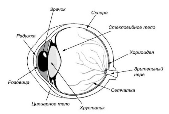 Схема внутреннего строения глаза
