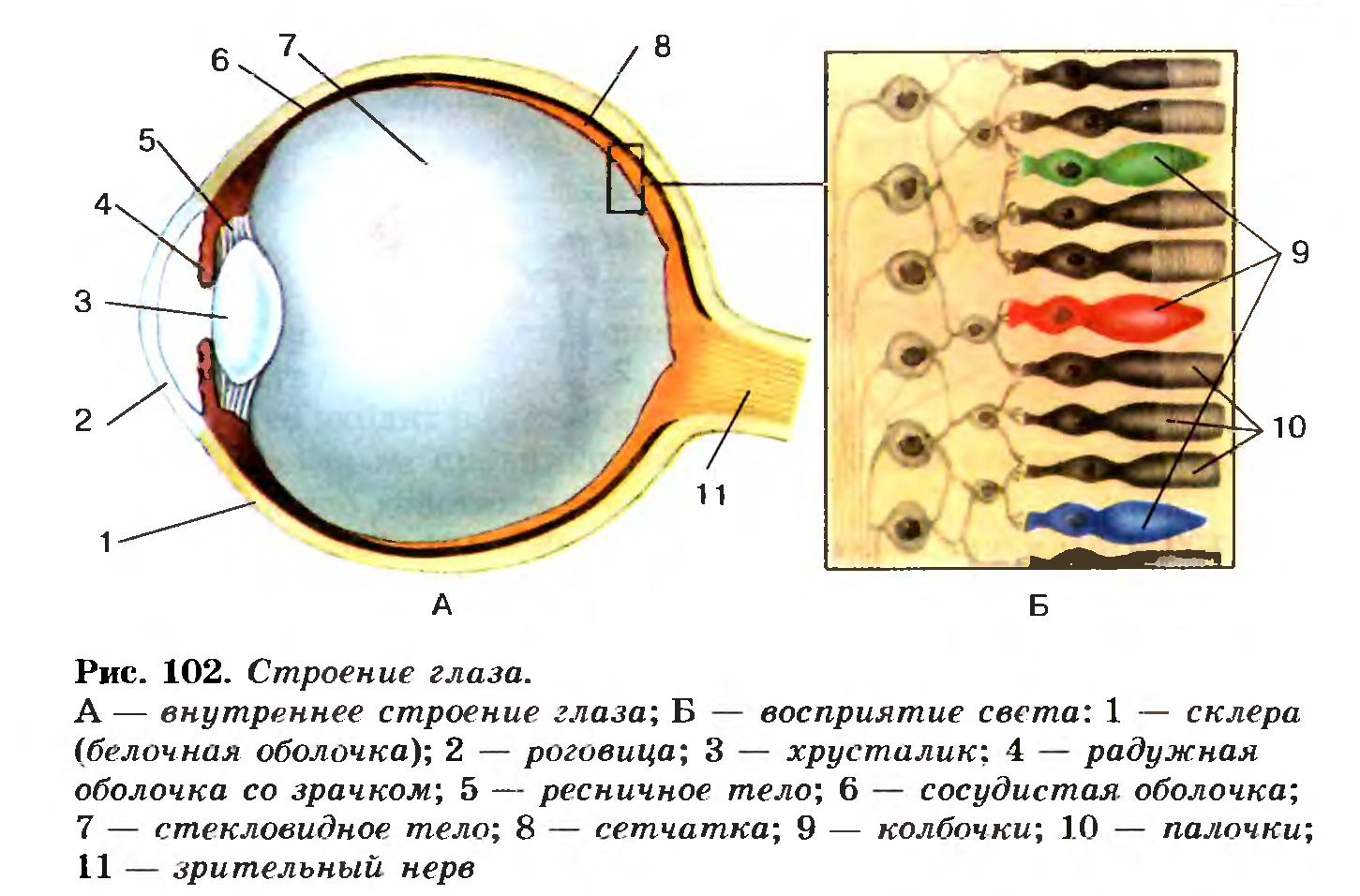 Строение глаза колбочки и палочки. Строение глазного яблока биология 8 класс. Биология 8 класс структура глаза человека. Палочки и колбочки сетчатки глаза расположены. 4 колбочки зрение