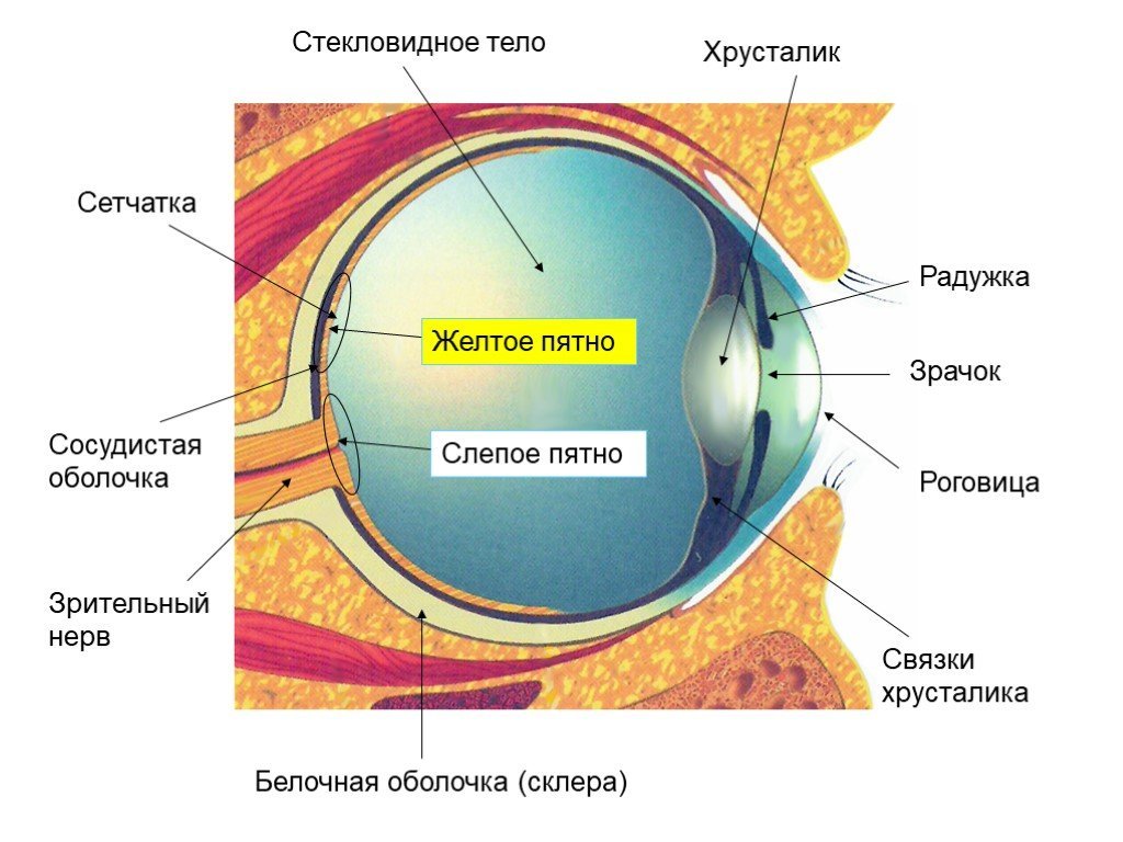 Строение глаза человека 8 класс. Зрительный анализатор желтое пятно. Строение глаза биология 8 класс драгомилов. Строение зрительного анализатора глазное яблоко. Строение зрительного анализатора оболочки.