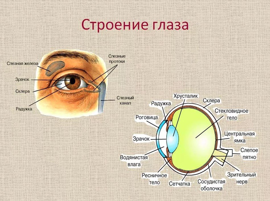 Чем покрыт глаз с передней стороны. Строение глаза с названиями его частей. Глаз строение глаза человека. Строение глаза основные структуры. Строение глаза анатомия.