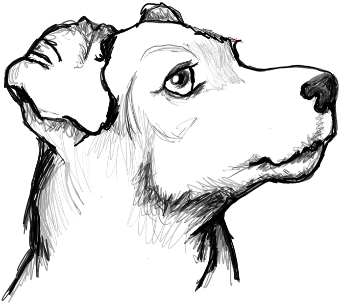 Догдей рисунок. Собака рисунок карандашом. Рисунок собаки для срисовки. Рисунок собаки карандашом для срисовки. Картинки собак для срисовки.