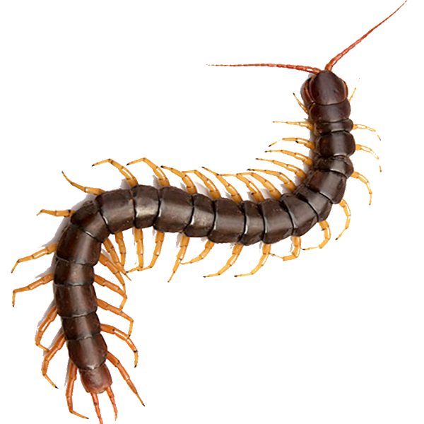 Многоножки строение