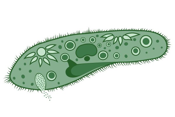 Одноклеточные инфузория туфелька