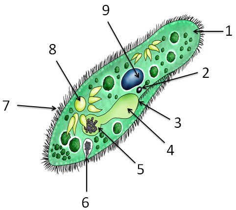 Инфузория-туфелька это бактерия