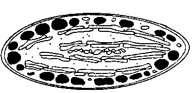 Хлоропласт хромопласт лейкопласт амилопласт