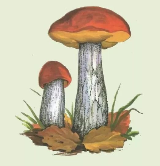 Гриб подосиновик раскраска для детей