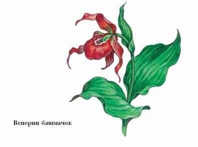 Растение Орхидея Венерин башмачок