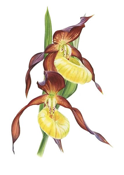 Венерин башмачок корневище