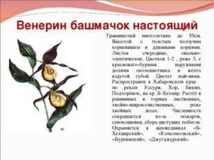 Венерин башмачок