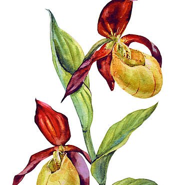 Растение Орхидея Венерин башмачок