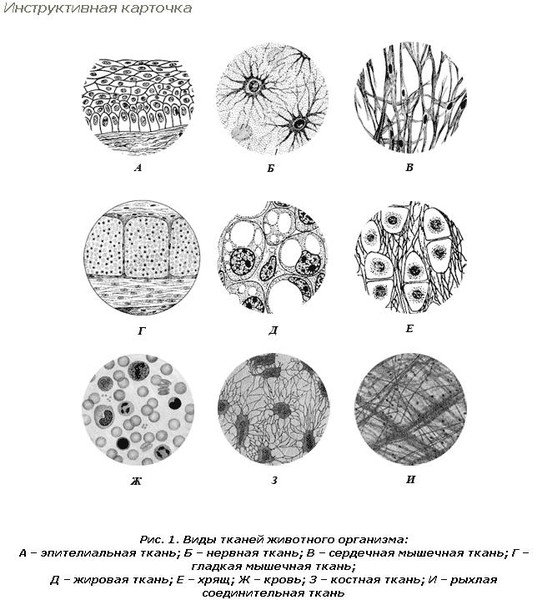 Соединительная ткань растений рисунок