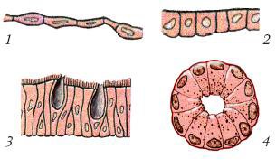 Плоский цилиндрический мерцательный эпителий