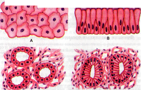 Биология однослойный эпителий
