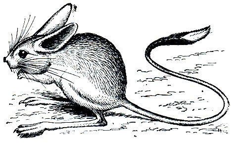 Гребнепалый тушканчик (Paradipus Ctenodactylus)