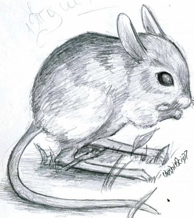 Тушканчик карандашом