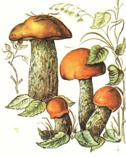 Съедобные грибы подосиновик нарисовать