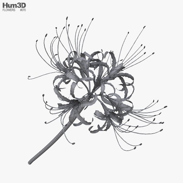 Паучья Лилия