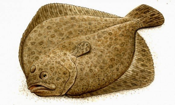 Камбала Черноморская рисунок