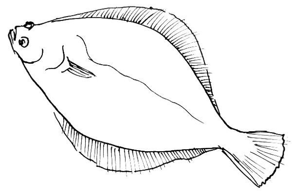 Камбала картинка раскраска