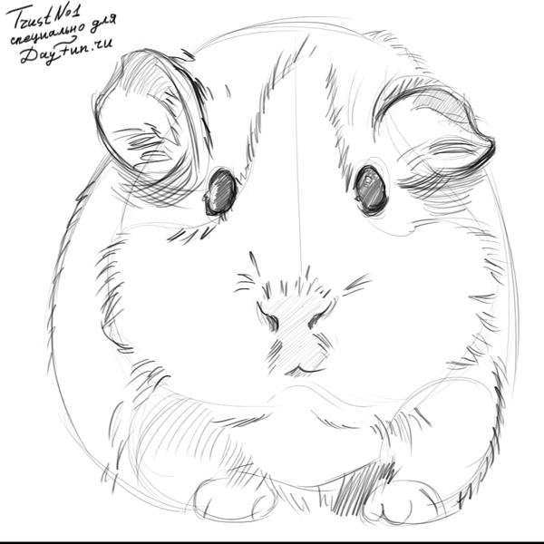 Раскраска морская Свинка