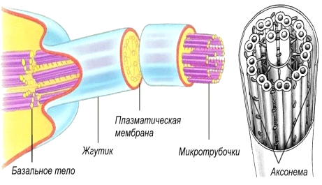 Микротрубочки жгутики реснички клетки