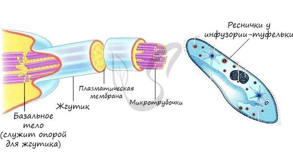 Органоиды движения рисунок (50 фото)