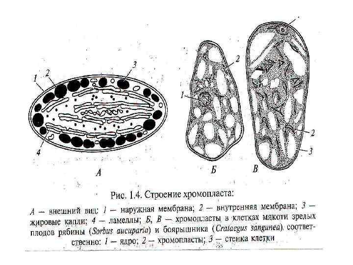 Клетка мякоти рябины. Хромопласты в клетках плодов рябины. Хромопласты строение рисунок. Схема строения хромопластов. Схематическое изображение хромопласты.