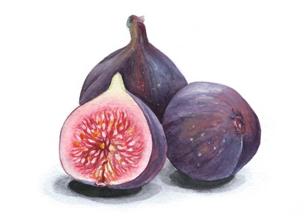 Инжир иллюстрация