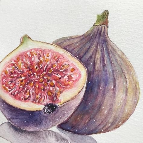Инжир акварелью