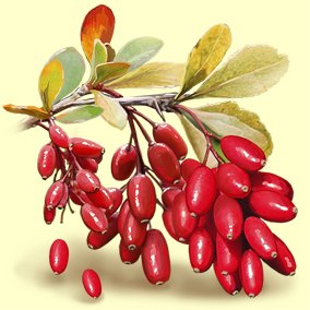 Вишня и Барбарис