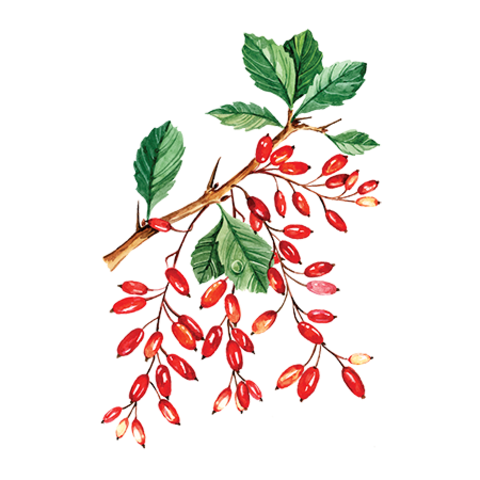 Барбарис куст