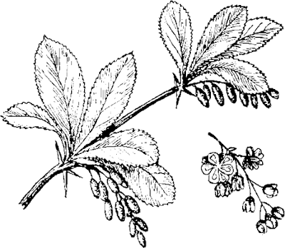 Барбарис рисунок